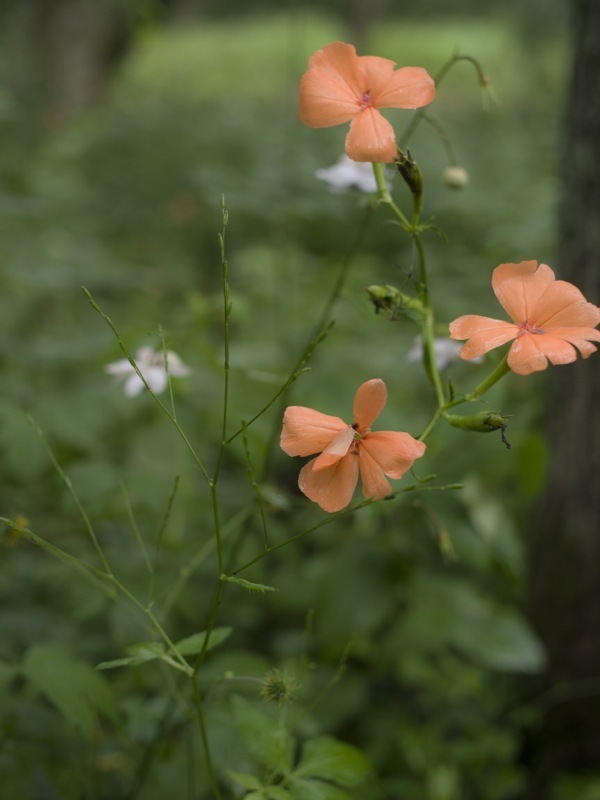 箱根湿生花園の花々_e0276411_23264499.jpg