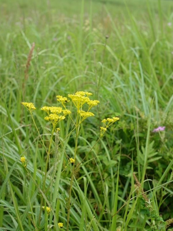 箱根湿生花園の花々_e0276411_23264722.jpg