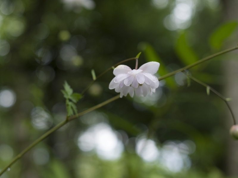 箱根湿生花園の花々_e0276411_23265241.jpg