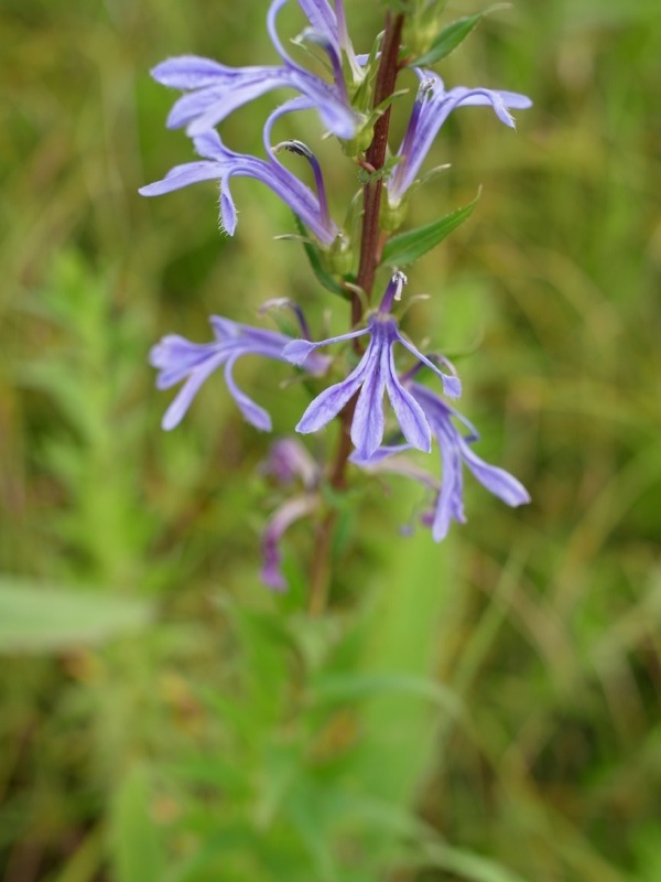 箱根湿生花園の花々_e0276411_23265476.jpg