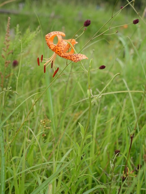 箱根湿生花園の花々_e0276411_23270264.jpg