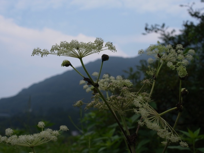 箱根湿生花園の花々_e0276411_23270513.jpg