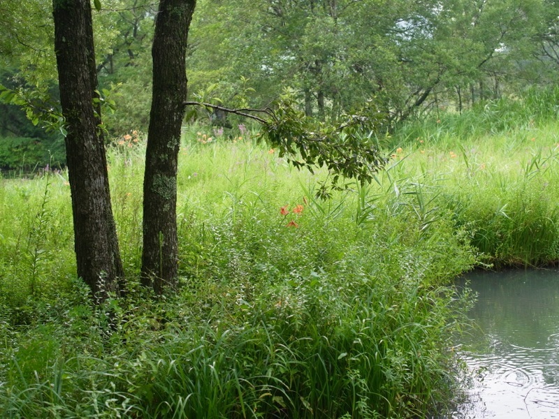 箱根湿生花園の花々_e0276411_23270776.jpg