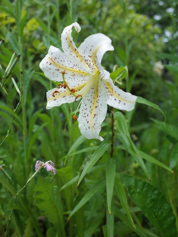 箱根湿生花園の花々_e0276411_23271034.jpg