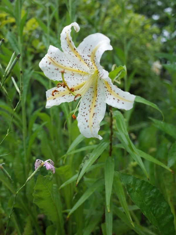 箱根湿生花園の花々_e0276411_23271034.jpg