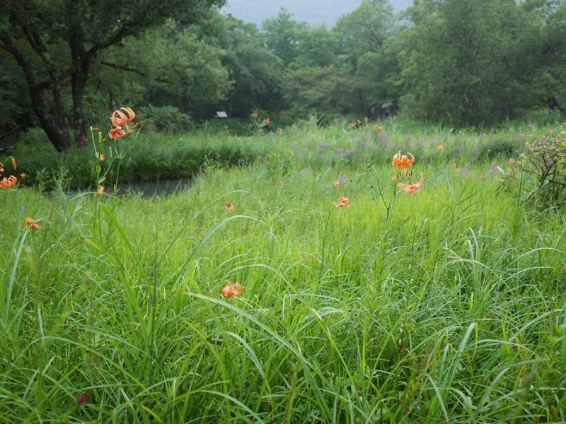 箱根湿生花園の花々_e0276411_23272069.jpg