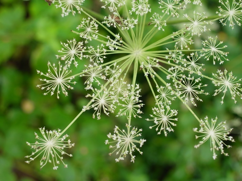 箱根湿生花園の花々_e0276411_23594092.jpg