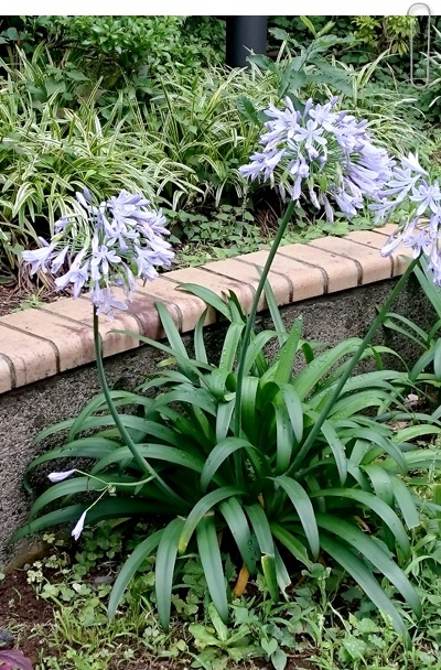 c0157412_16301649.jpg