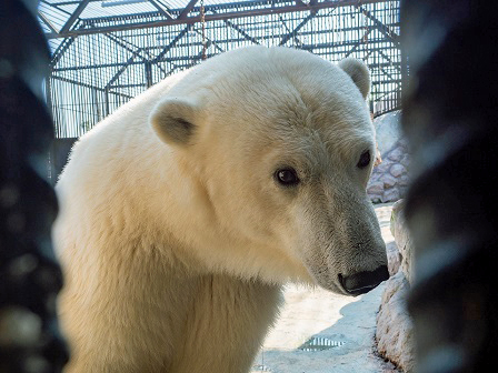 ロシア・クラスノヤルスク動物園に対して中国の動物園がホッキョクグマとパンダの交換を申し入れる_a0151913_3594765.jpg