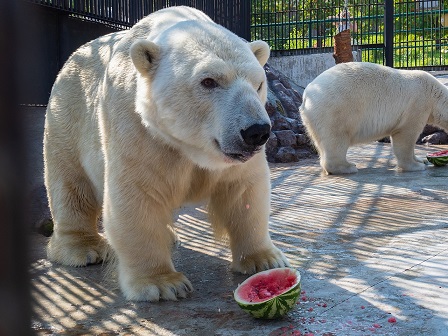 ロシア・クラスノヤルスク動物園に対して中国の動物園がホッキョクグマとパンダの交換を申し入れる_a0151913_42522.jpg
