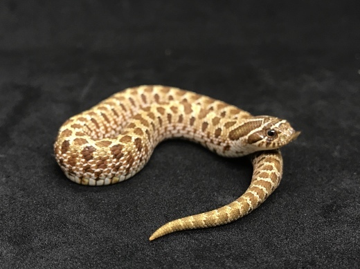 セイブシシバナヘビ オス個体の販売 横浜の爬虫類専門店 アクアマイティーblog セイブシシバナヘビ オス個体の販売 横浜の爬虫類専門店 アクアマイティーblog