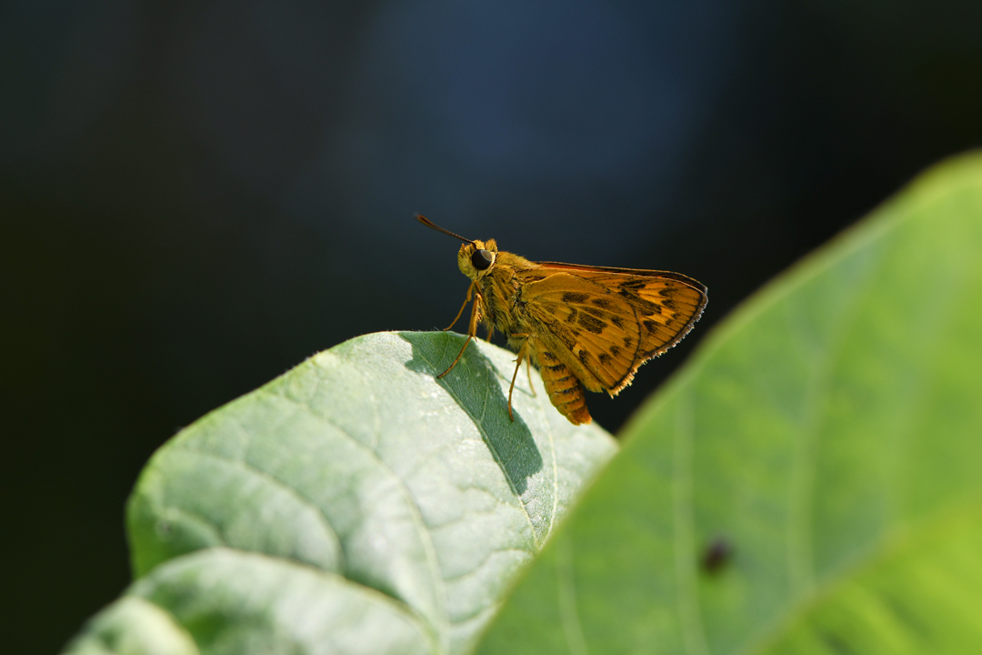 木津川市のウラナミジャノメ（2019/08/18）_d0332816_00124879.jpg