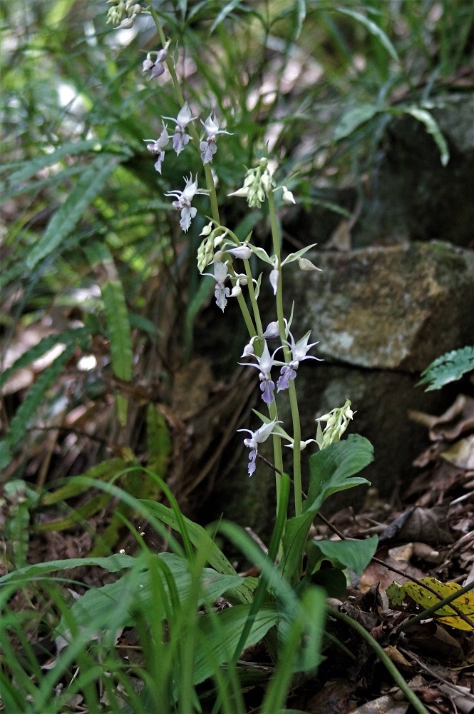 夏エビネ 我が家の花たち