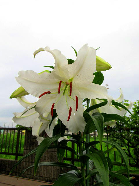 e0072023_135495.jpg