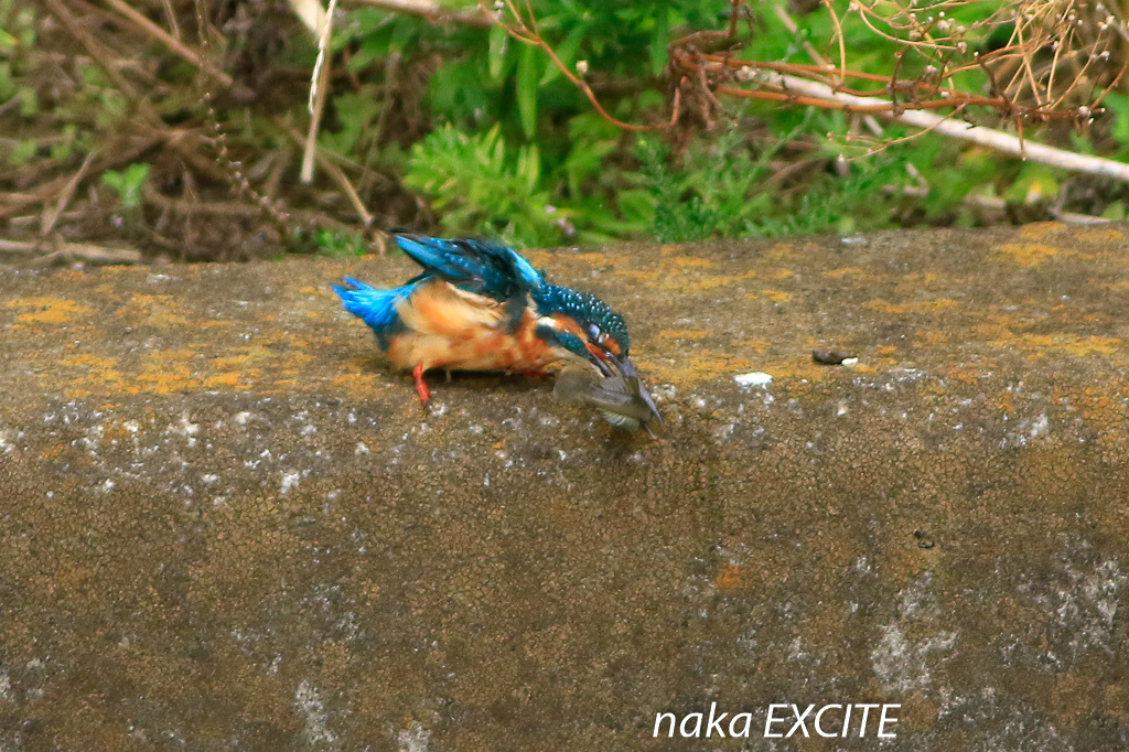 沢山撮ったのに　（2019/08/21　曇り）_f0281533_11084234.jpg