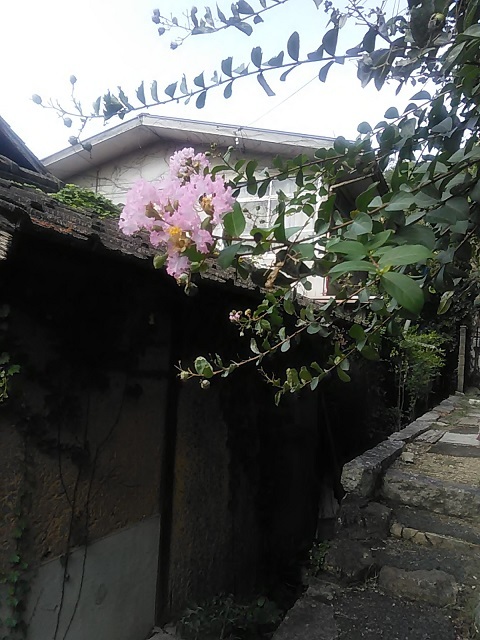 さるすべり_b0007835_09523080.jpg