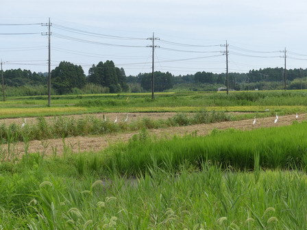 a0123836_17152949.jpg
