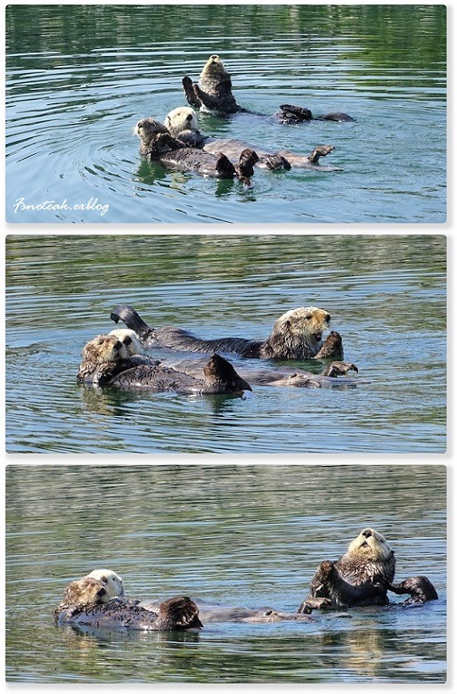 港のラッコ　今度はオヒョウに殴られる_d0356844_02334471.jpg