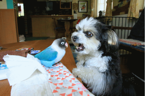 c0145250_09242236.gif
