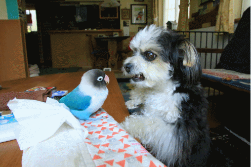 c0145250_09244452.gif