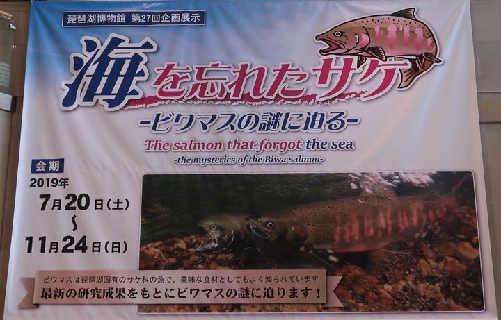 琵琶湖博物館にもクラフト展示してます フィッシュ クラフト工房 Fishcraft 琵琶湖博物館にもクラフト展示してます フィッシュ クラフト工房 Fishcraft