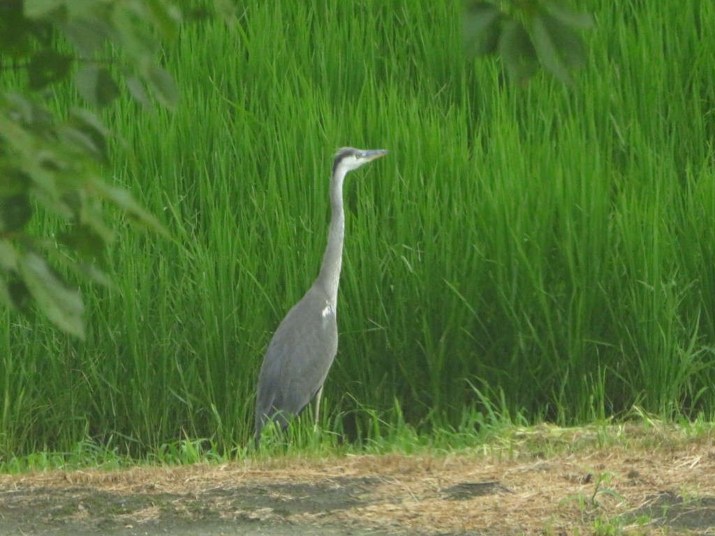 a0018655_09052919.jpg