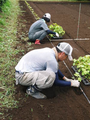 無農薬栽培の『焙煎えごま粒』好評発売中!令和元年の黒エゴマの定植作業!_a0254656_17523756.jpg