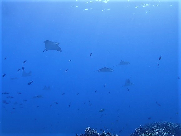 e0132965_19572610.jpg