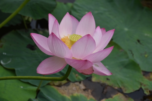 安平の蓮の花、鹿公園の水連_d0237967_21582839.jpg