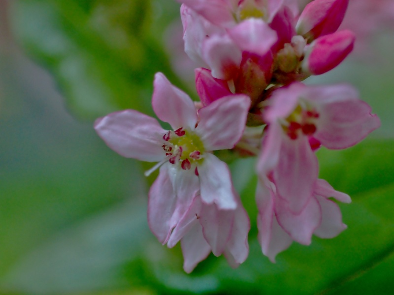 c0183777_7595651.jpg