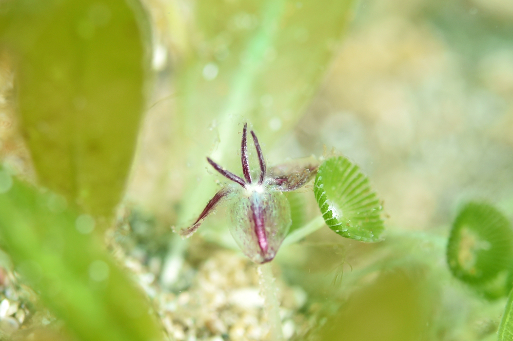 2019年8月21日(水) ウミヒルモの花_b0137083_19264970.jpg