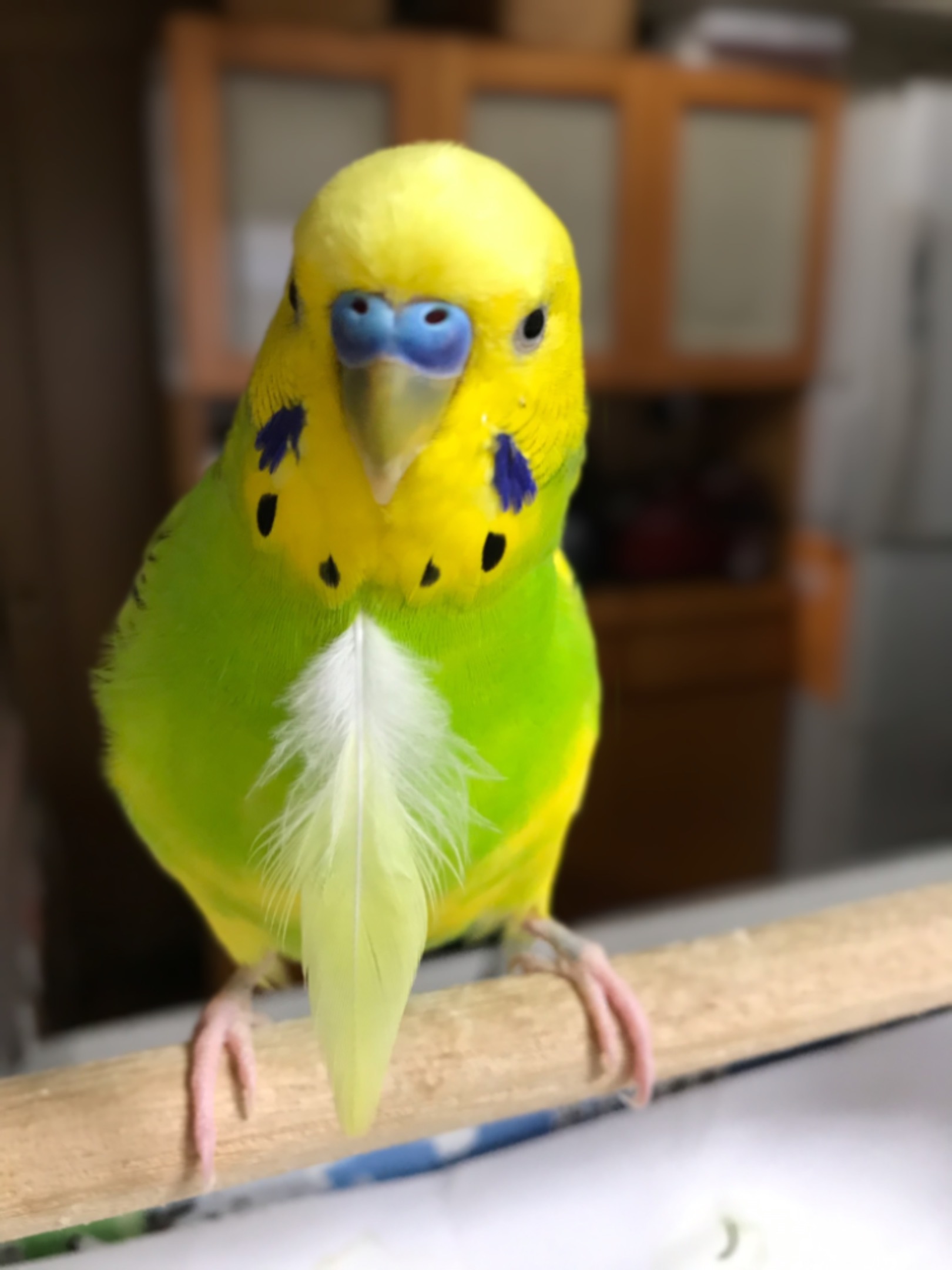 夏のインコちゃん_b0166895_12470369.jpeg