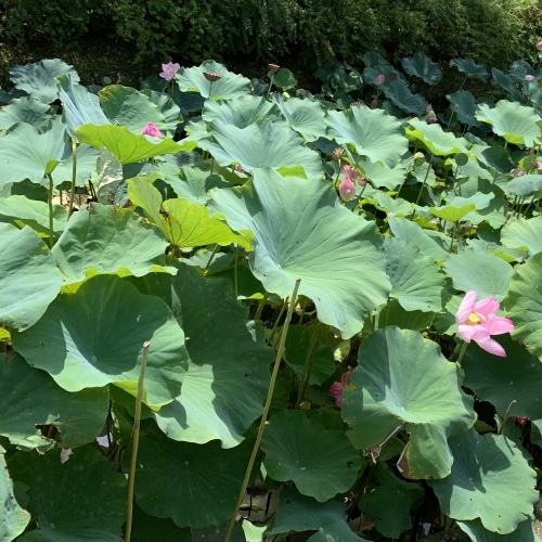 東寺へ_e0358096_17390154.jpeg