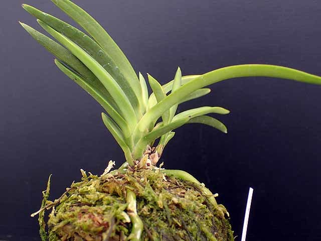 羆と建国殿 : 富貴蘭チャンネル