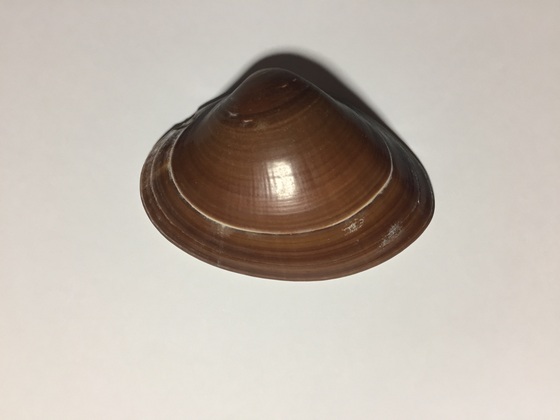 拾うと嬉しい貝 その３ まんじゅうの拾いモノ