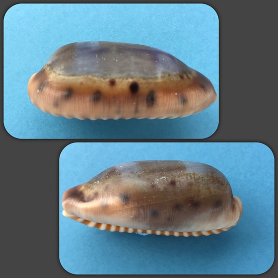 タカラガイ、貝殻、カバフダカラ、ニガー タカラガイ、貝殻、カバフダカラ、ニガー タカラガイ、貝殻
