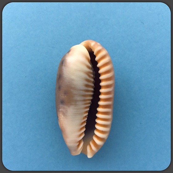 24 カバフダカラ : まんじゅうの拾いモノ