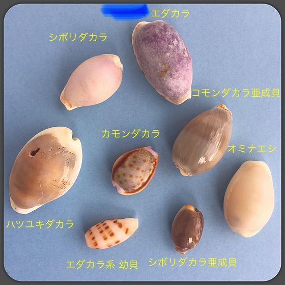 タカラガイ同定について まんじゅうの拾いモノ タカラガイ同定について まんじゅうの拾いモノ