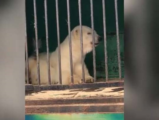 ロシア・ヴォルゴグラードでの巡回動物園でウムカとスネジョークの生存が確認される_a0151913_2401743.jpg