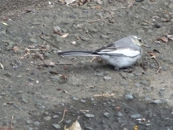 c0202113_1104373.jpg