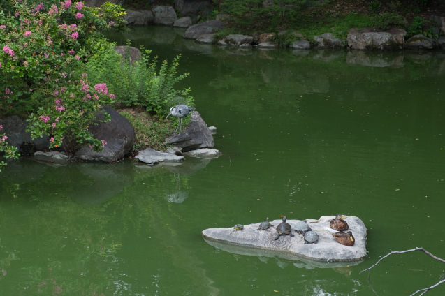 京都御所の鮮やかサルスベリ_e0369736_19140332.jpg