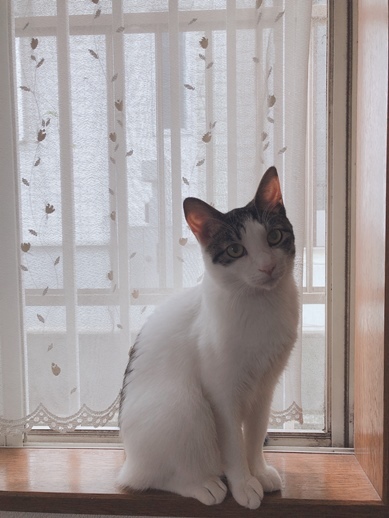 里親様便りと今日の仔猫さん達_e0151545_21311411.jpeg