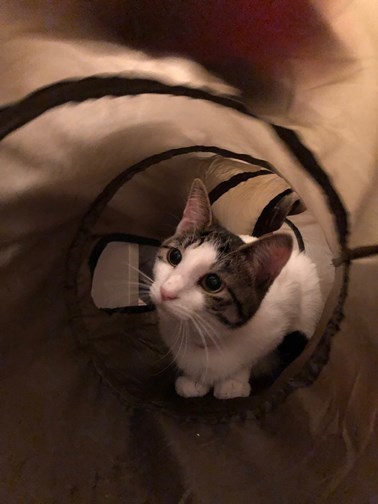 里親様便りと今日の仔猫さん達_e0151545_21312581.jpeg