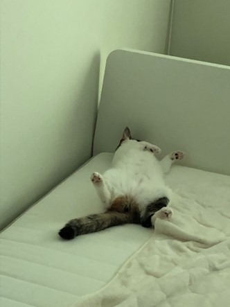 里親様便りと今日の仔猫さん達_e0151545_21313599.jpeg