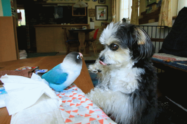 c0145250_10383915.gif