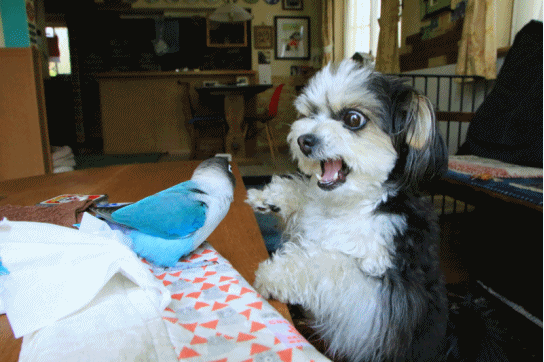 c0145250_10391211.gif