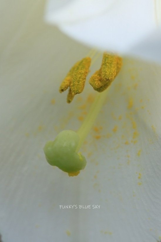 c0145250_15312487.jpg