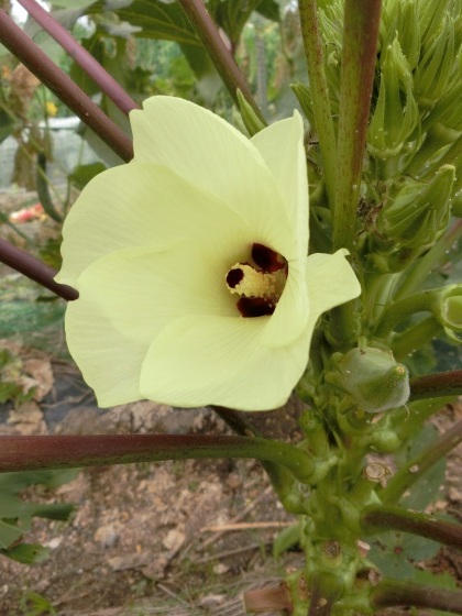 盆休みに山梨に帰省 ～ 3/3、山梨の畑で野菜と果物の収穫_e0045768_21403315.jpg