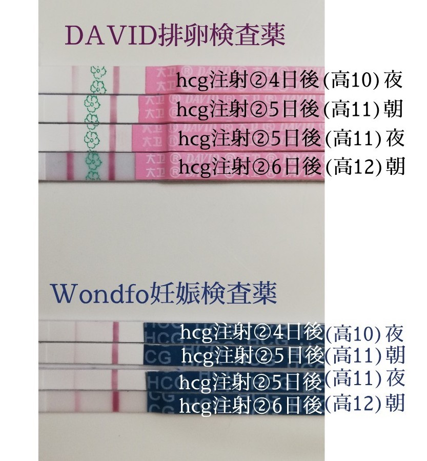 D32 高12 Wondfo妊検 濃くなった 二人目不育症日記