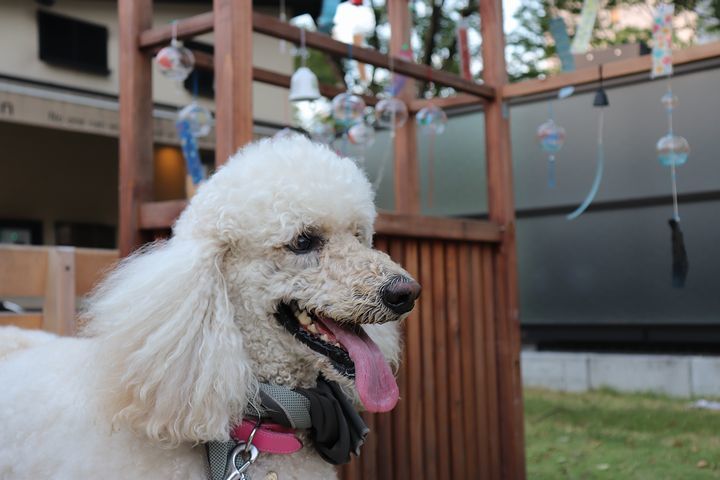 金シャチ横丁と盆踊り。_b0111376_18371753.jpg